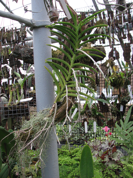 Фото орхидеи Vanda tessellata green x pink с цветоносом