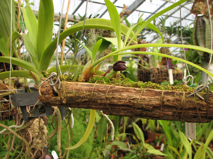 Фото цветущей орхидеи Maxillaria schunckeana