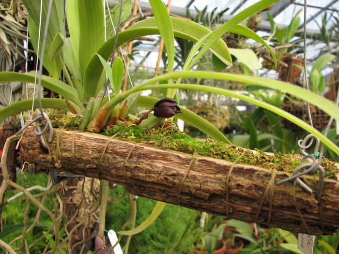 Цветущая орхидея Maxillaria schunckeana
