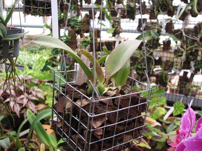 Фото орхидеи Laelia alaori x sincorana