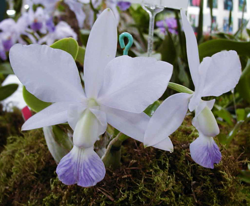 Как цветет орхидея Cattleya walkeriana alba x coerulea