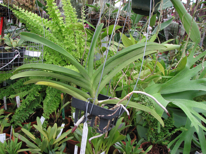 Фото орхидеи Renanthera Nancy Chandler x Ascocenda Madame Pani