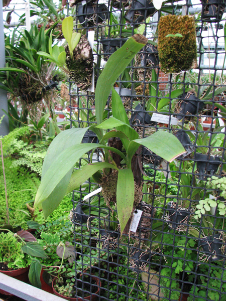 Фото орхидеи Coelogyne pandurata
