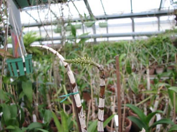 Dendrobium secundum с цветоносом