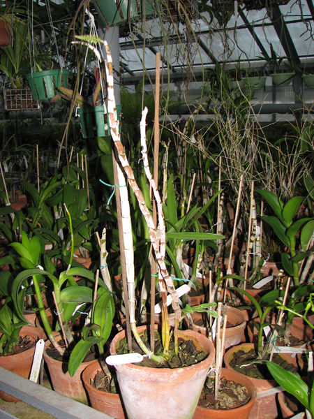 Фото орхидеи Dendrobium secundum