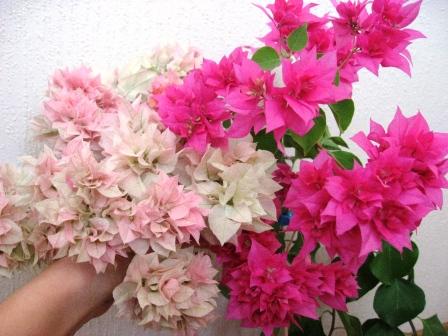 Thai Gold+Double Purple.jpg