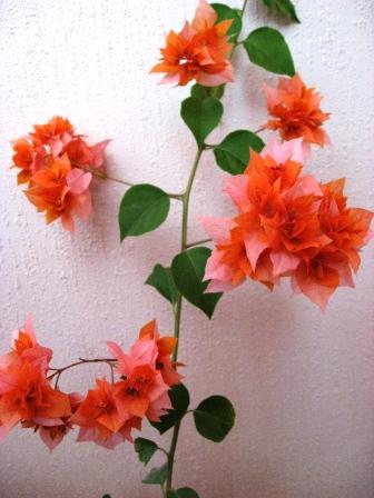 Бузымянная орнжевая.jpg