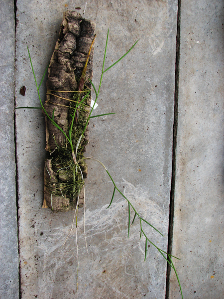 Фото орхидеи Dendrobium carinatum