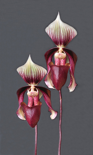 Как цветет орхидея Paphiopedilum curtisii