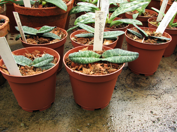 Фото орхидеи Paphiopedilum bellatulum