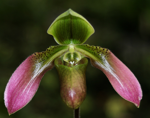 Как цветет орхидея Paphiopedilum robinsonii