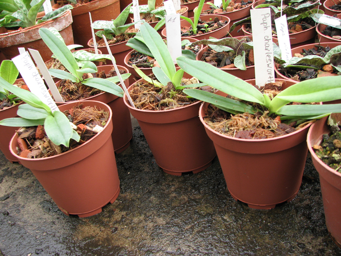 Фото орхидеи Paphiopedilum charlesworthii