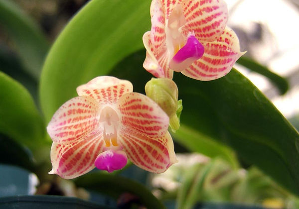 Как цветет орхидея Phalaenopsis javanica x sib