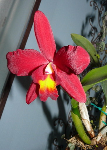 Как цветет орхидея Cattleya bicolor var. alba x Sophronitis coccinea = Sc. Pearllouis