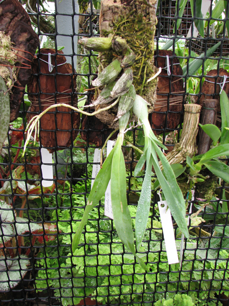 Фото орхидеи Euchile citrina