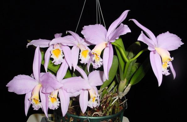 Как цветет орхидея Laelia jongheana