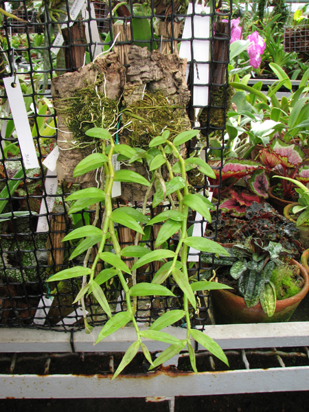 Фото орхидеи Dendrobium pierardii