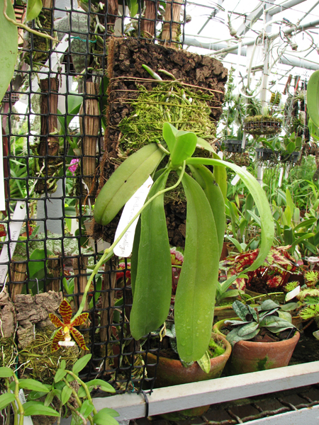 Фото орхидеи Phalaenopsis pantherina x lamelligera