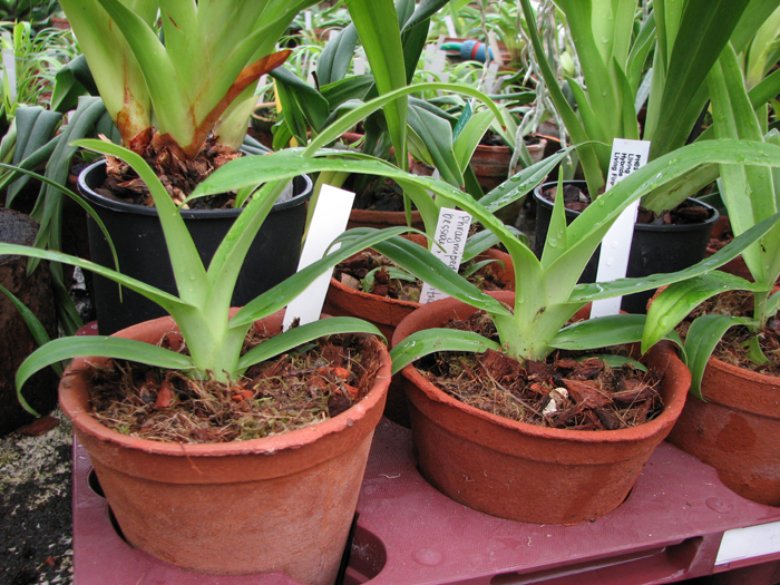 Фото орхидеи Phragmipedium Memoria Dick Clements