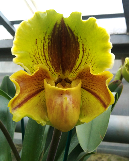 Как цветет орхидея Paphiopedilum Lippewunder hybrid
