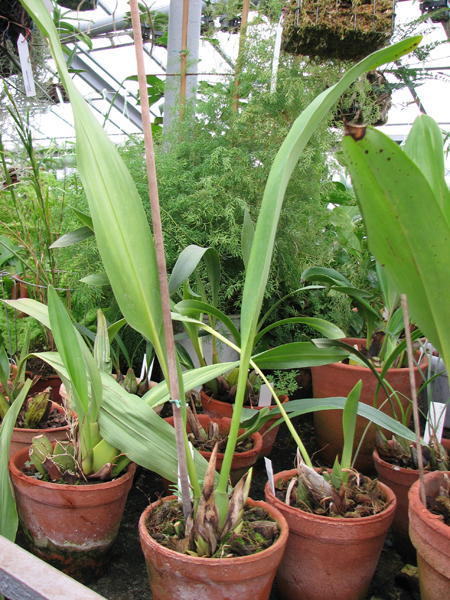 Фото орхидеи Maxillaria perryae