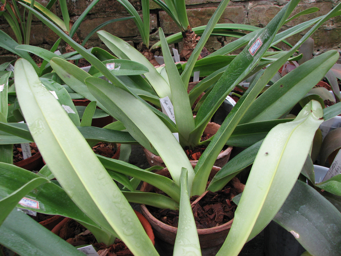 Фото орхидеи Орхидея Paphiopedilum stonei × rothschildianum = Paphiopedilum Lady Isabel