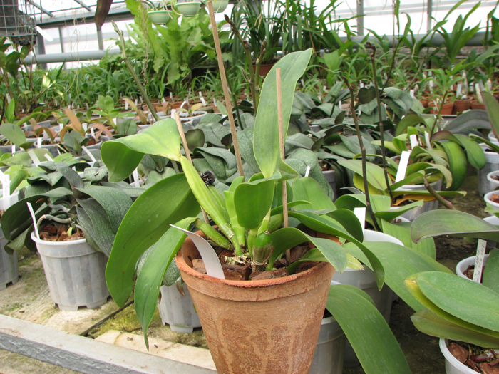 Фото орхидеи Laeliocattleya Blue Angel 'Executive'