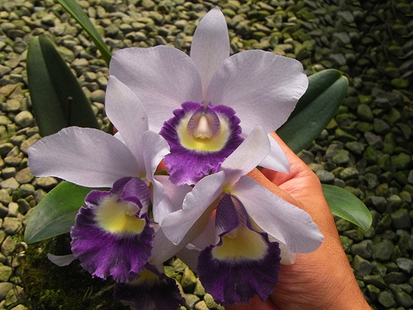 Как цветет орхидея Laeliocattleya Blue Angel 'Executive'