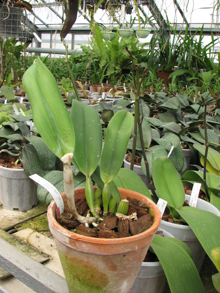 Фото орхидеи Laeliocattleya Imperial Wings 'Noble'