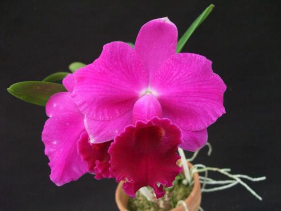 Как цветет миниатюрная орхидея Laeliocattleya Imperial Wings 'Noble'