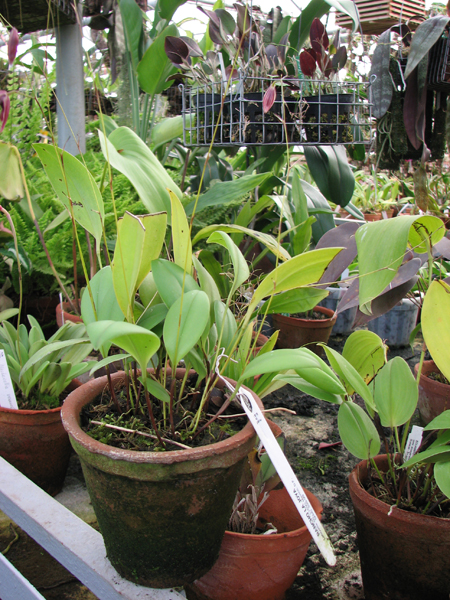 Фото орхидеи Pleurothallis stellis