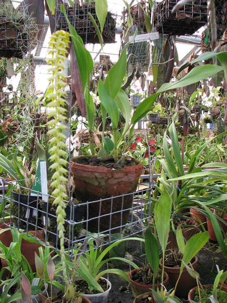 Фото орхидеи Dendrochilum glumaceum