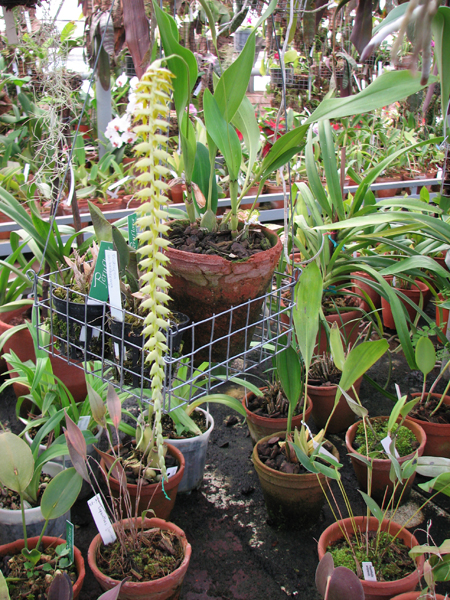 Как цветет орхидея Dendrochilum glumaceum
