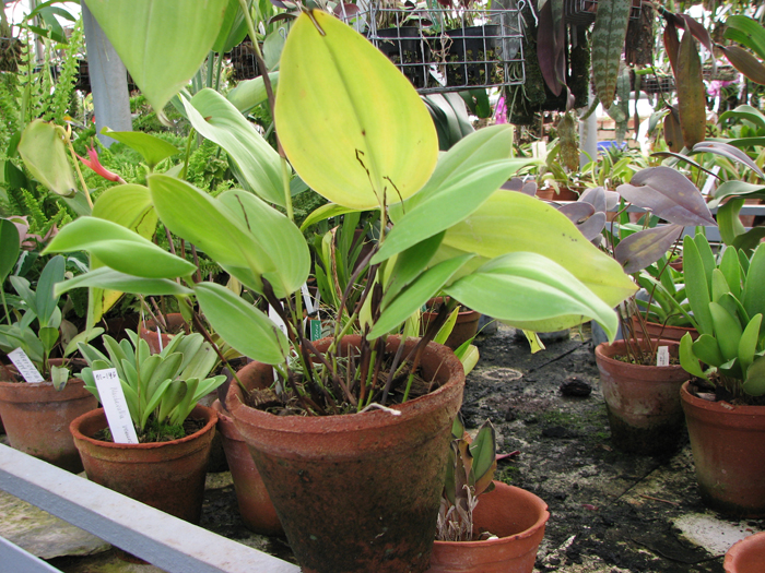 Фото орхидеи Pleurothallis cocornaensis