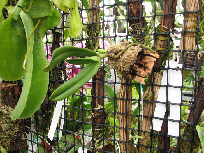 Фото орхидеи Amesiella monticola