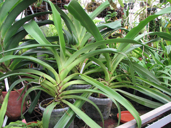 Фото орхидеи Angraecum eburneum
