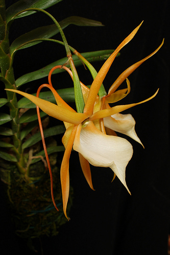 Как цветет орхидея Angraecum viguieri