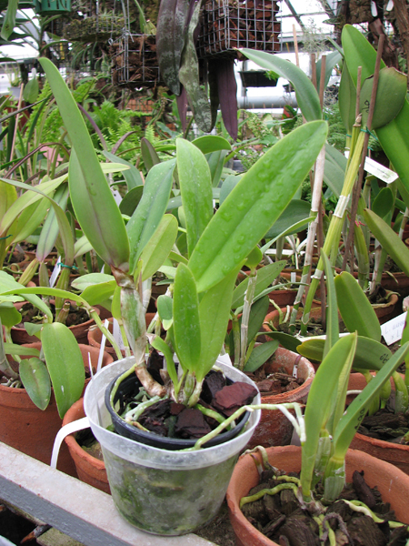 Фото орхидеи Cattleya walkeriana x rex