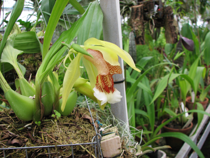 Как цветет орхидея Coelogyne speciosa