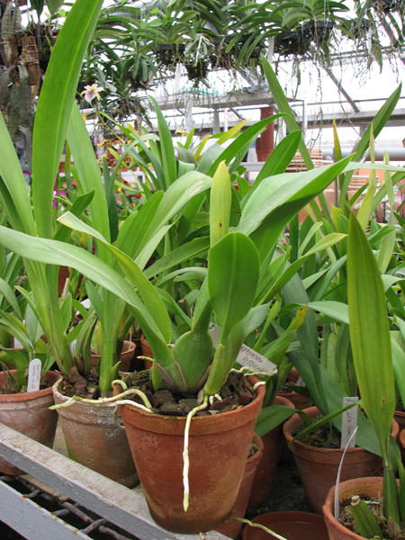 Фото орхидеи Brassia maculata