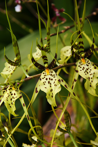Как цветет орхидея Brassia maculata