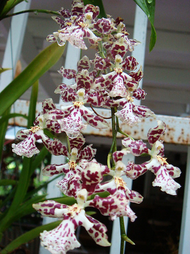 Как цветет орхидея Oncidium Namboh Waltz ‘Boso Sweet’