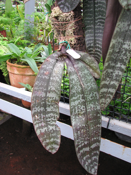 Фото орхидеи Phalaenopsis schilleriana