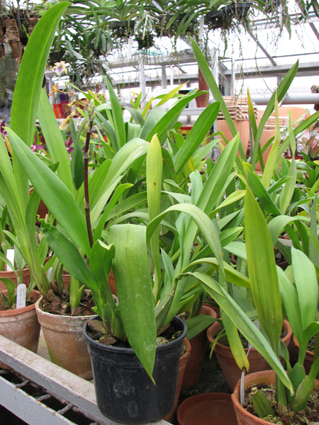 Фото орхидеи Odontioda Stirbic