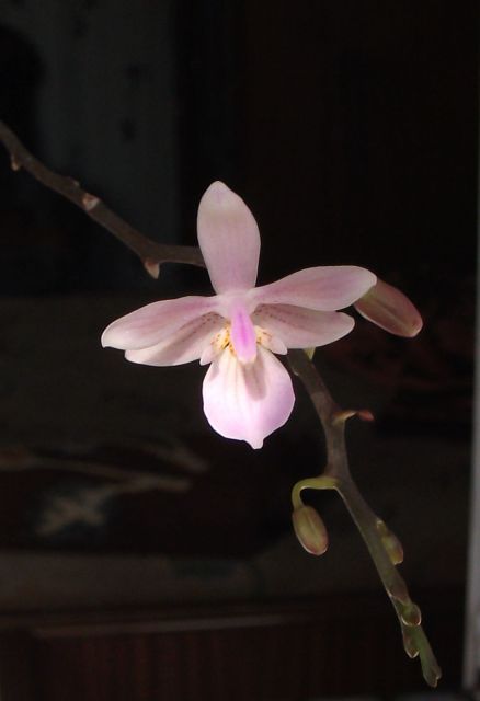 phal_1.jpg