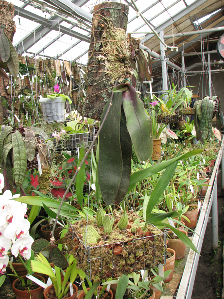 Фото орхидеи Phalaenopsis stuartiana