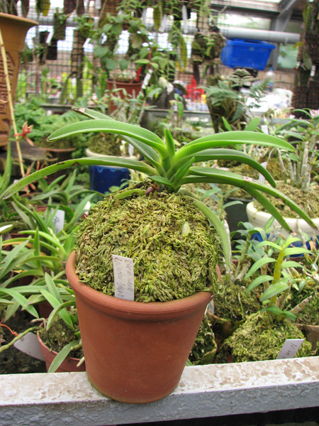 Фото орхидеи Darwinara Rainbow Stars