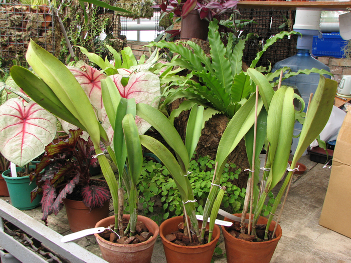 Фото орхидеи Brassolaeliocattleya Malworth 'Orchidglade'