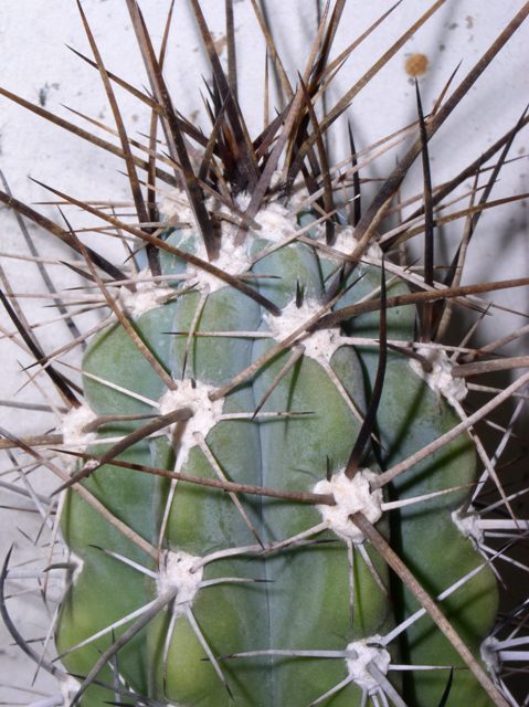 Питаю слабость к растениям мощьным, колючим!<br />Стетссония корина (Монотипный род).