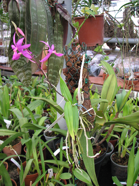 Фото орхидеи Barkeria skinneri